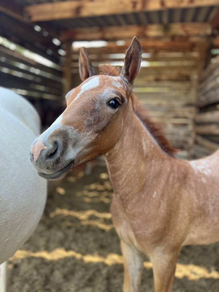 Poulain pour du loisir ou du sport 