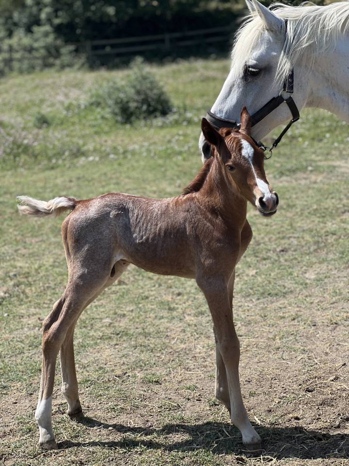 Poulain pour du loisir ou du sport 