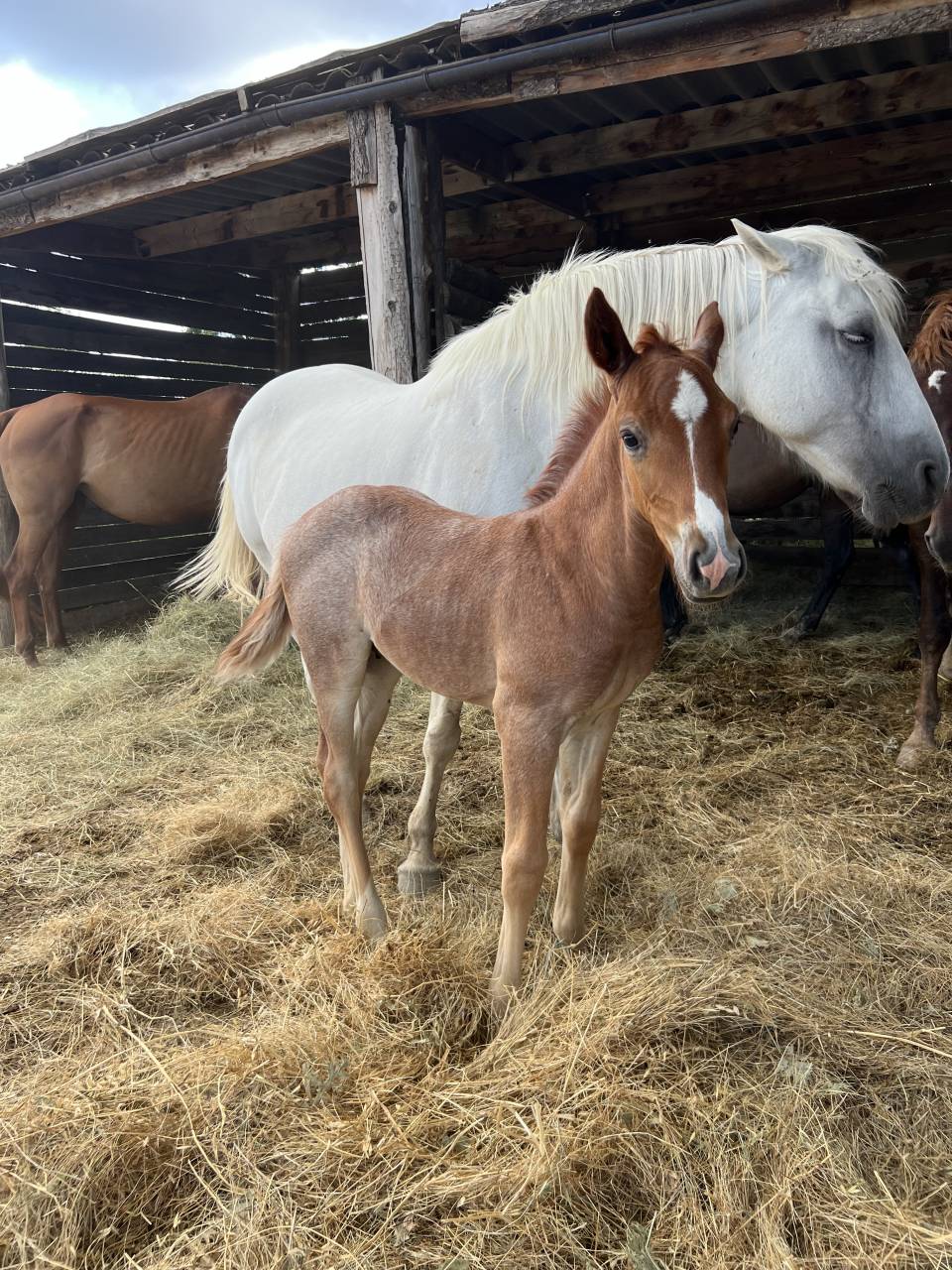 Poulain pour du loisir ou du sport 