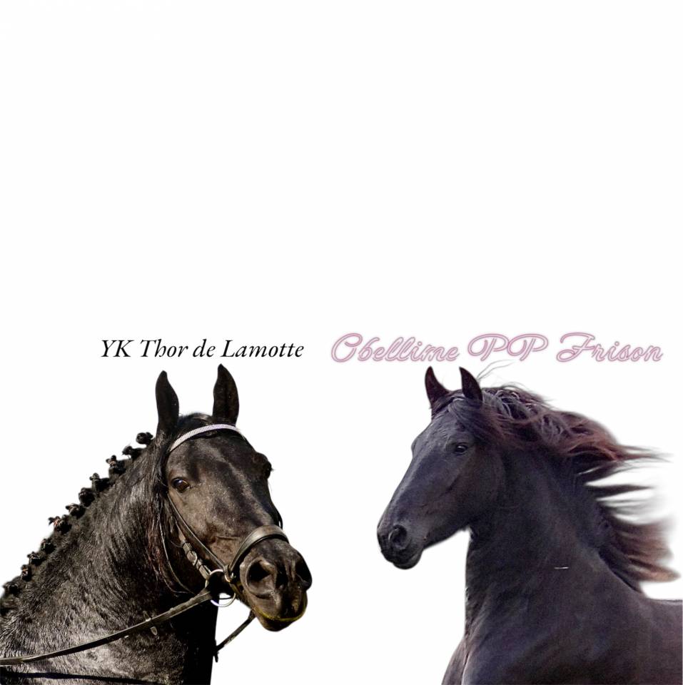 Poulain Arabo frison 