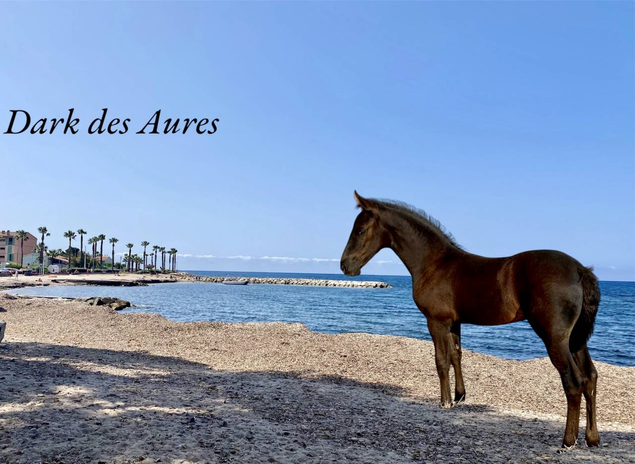 Poulain Arabo frison 