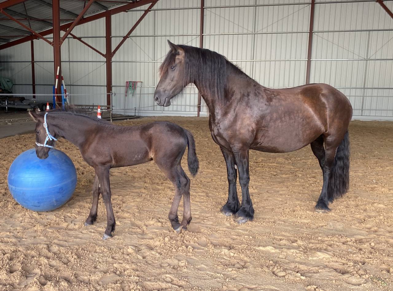 Poulain Arabo frison 