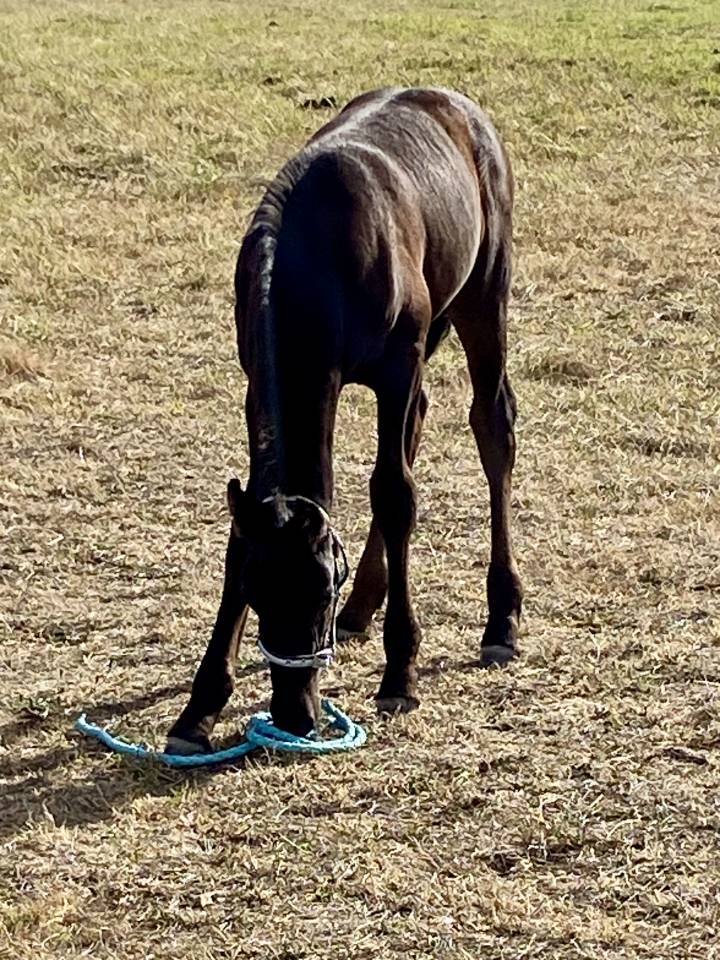 Poulain Arabo frison 