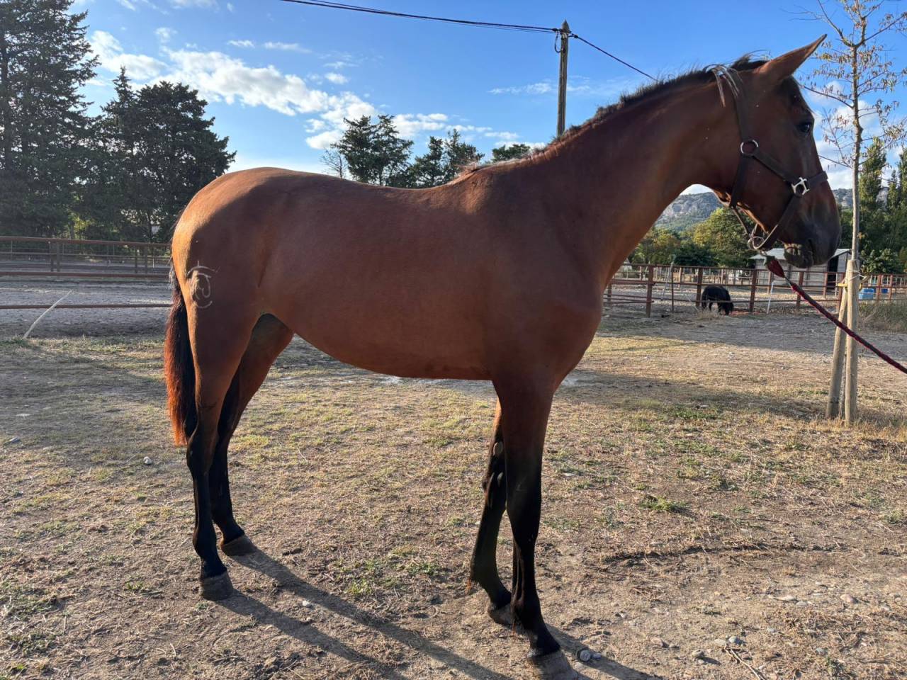 Pouliche PRÉ a vendre