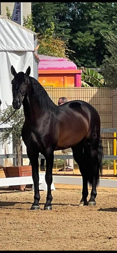 Pouliche PRÉ a vendre