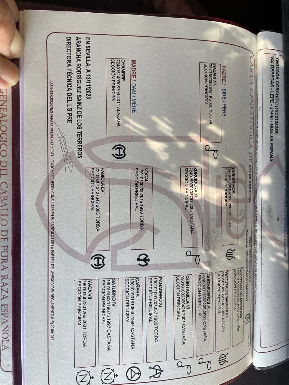 Pouliche PRÉ a vendre