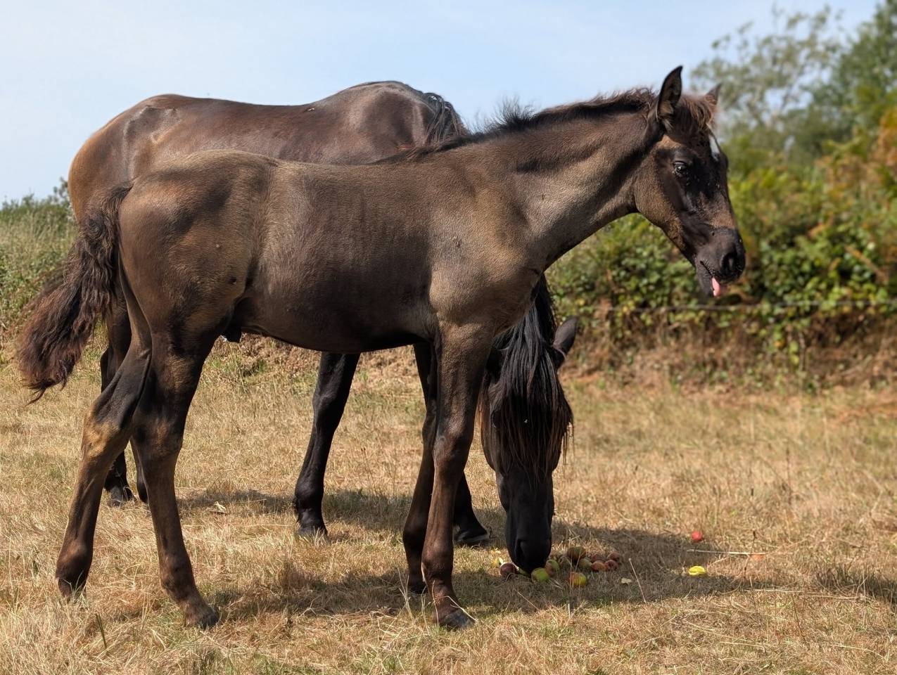 Pharos de Kernevez, mai 2025, poulain PP PRE noir