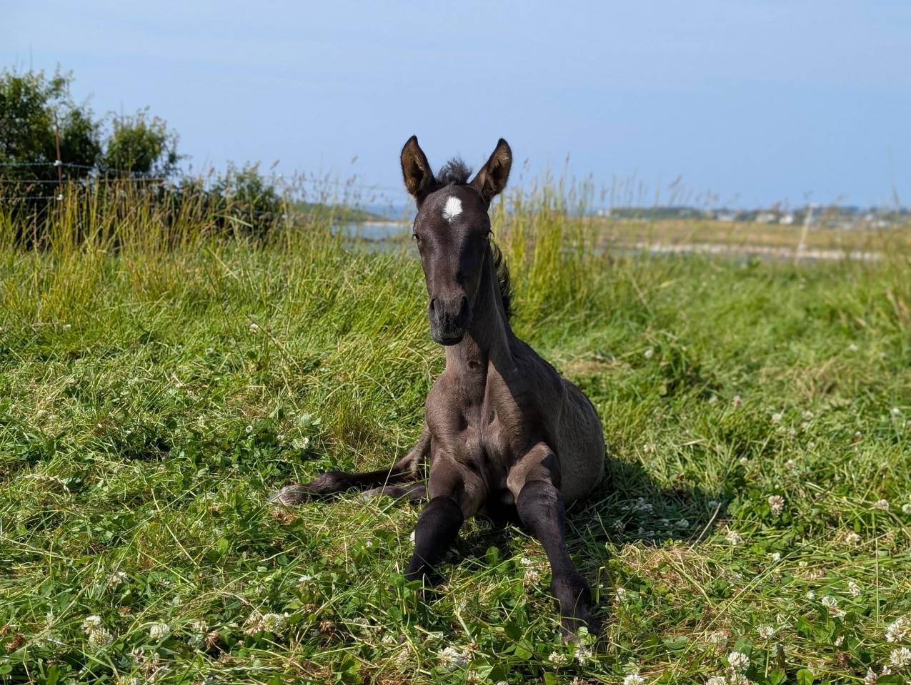 Pharos de Kernevez, mai 2025, poulain PP PRE noir