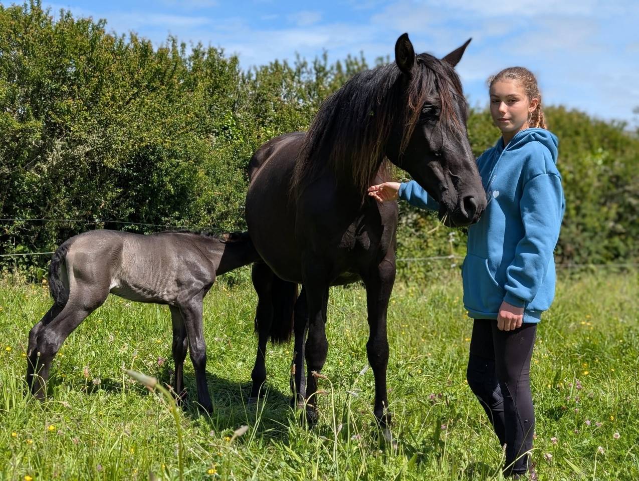 Pharos de Kernevez, mai 2025, poulain PP PRE noir