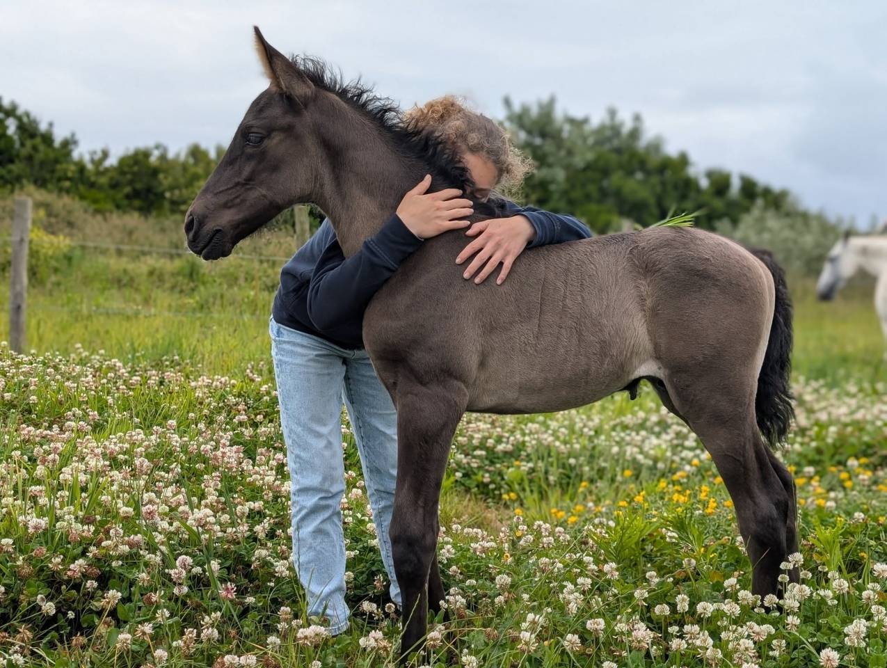 Pharos de Kernevez, mai 2025, poulain PP PRE noir