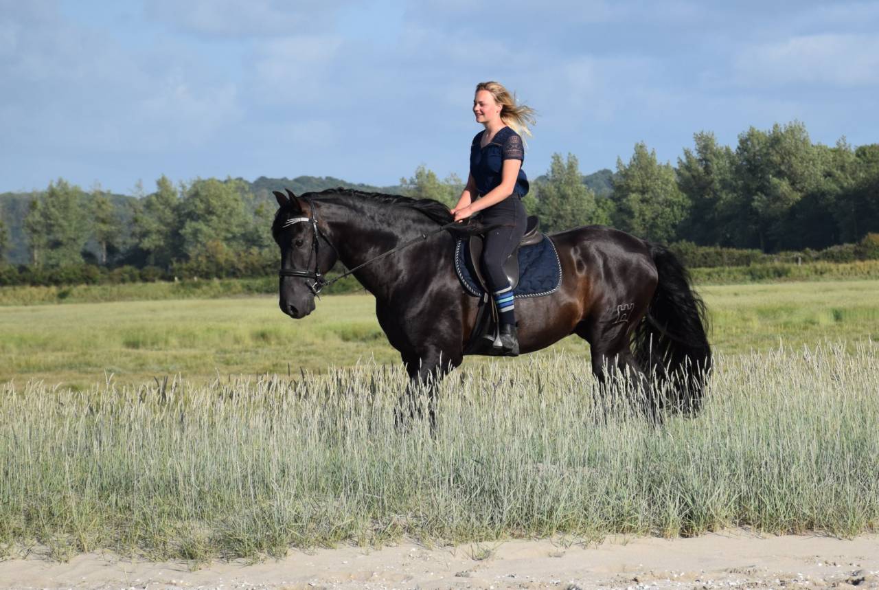 Pharos de Kernevez, mai 2025, poulain PP PRE noir