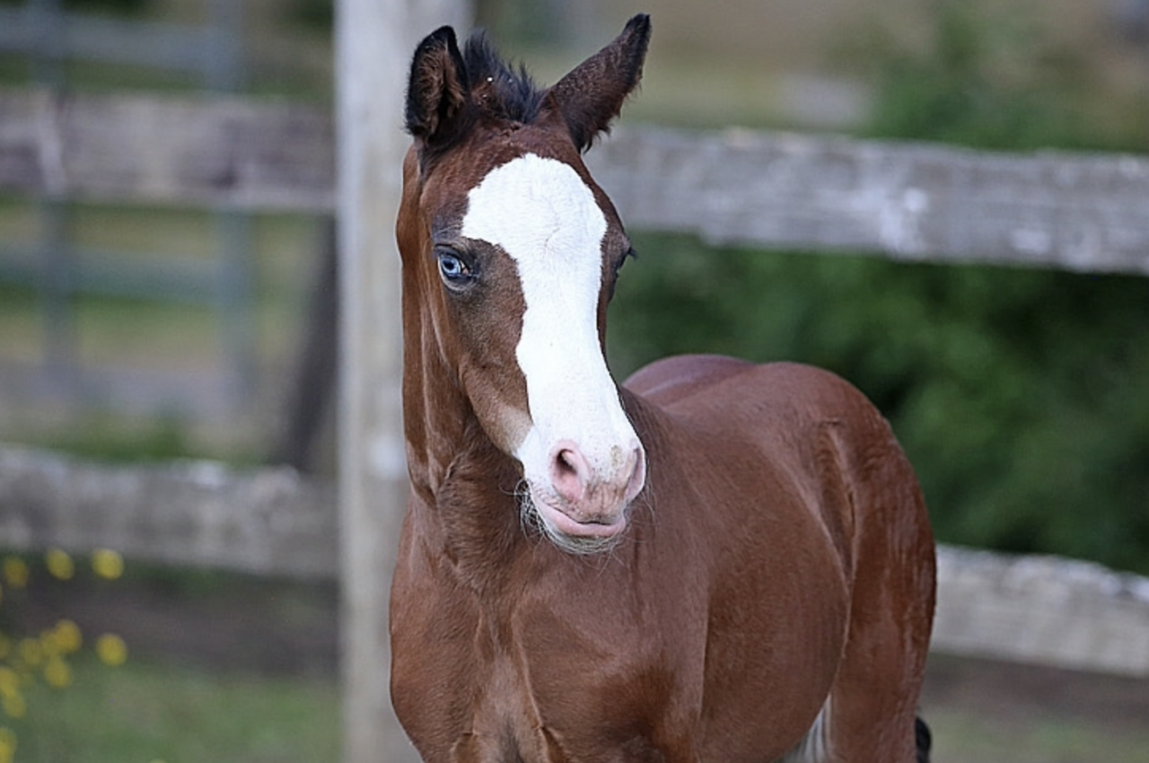 VERY SPECIAL DU FEUILLARD   Femelle KWPN , née le 15/05