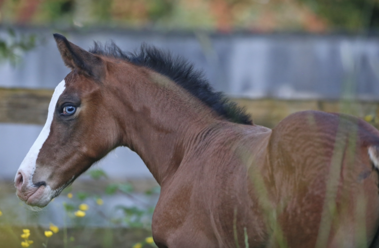 VERY SPECIAL DU FEUILLARD   Femelle KWPN , née le 15/05