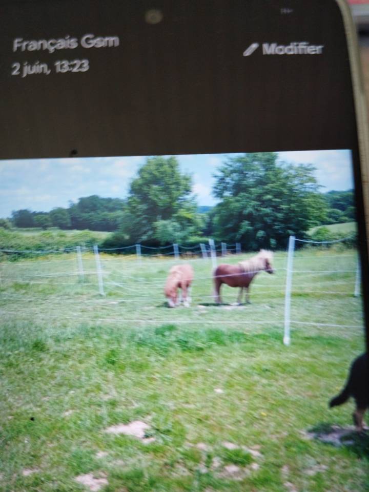 Deux shetlands a vendre 