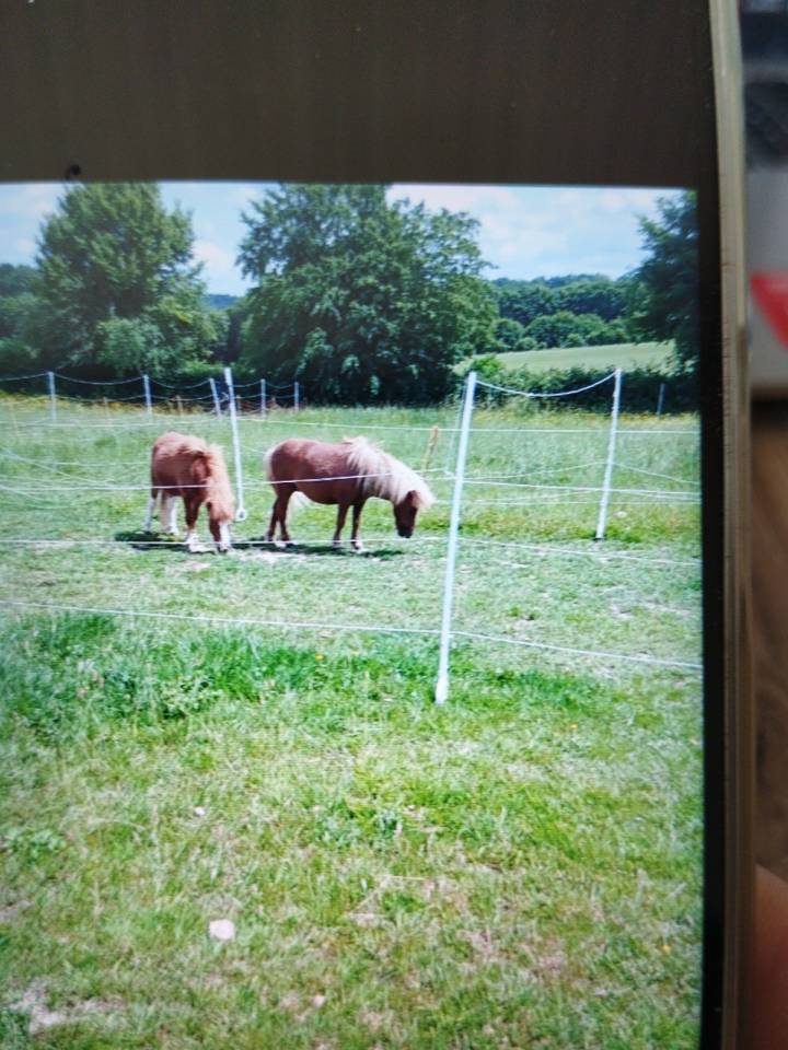 Deux shetlands a vendre 