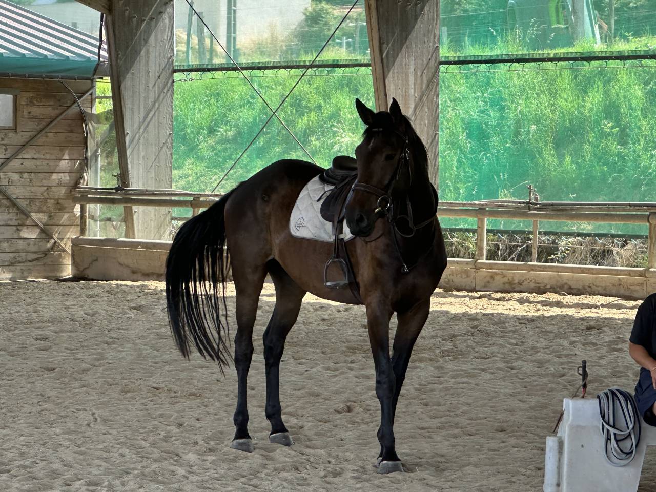 À vendre hongre 5 ans