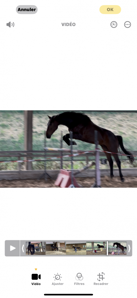 À vendre hongre 5 ans