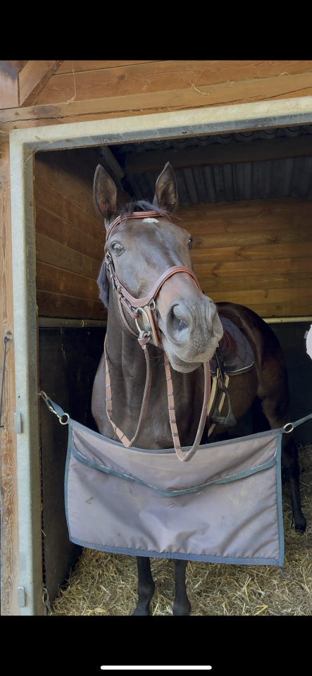 Gentil pur sang de 4ans (contactez moi par message svp)