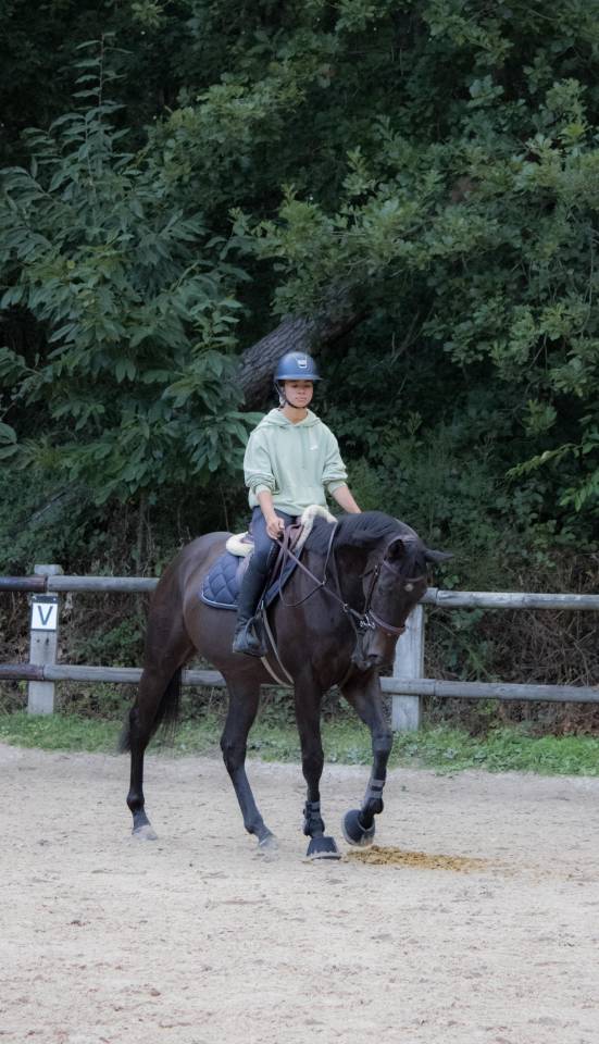 Gentil pur sang de 4ans (contactez moi par message svp)