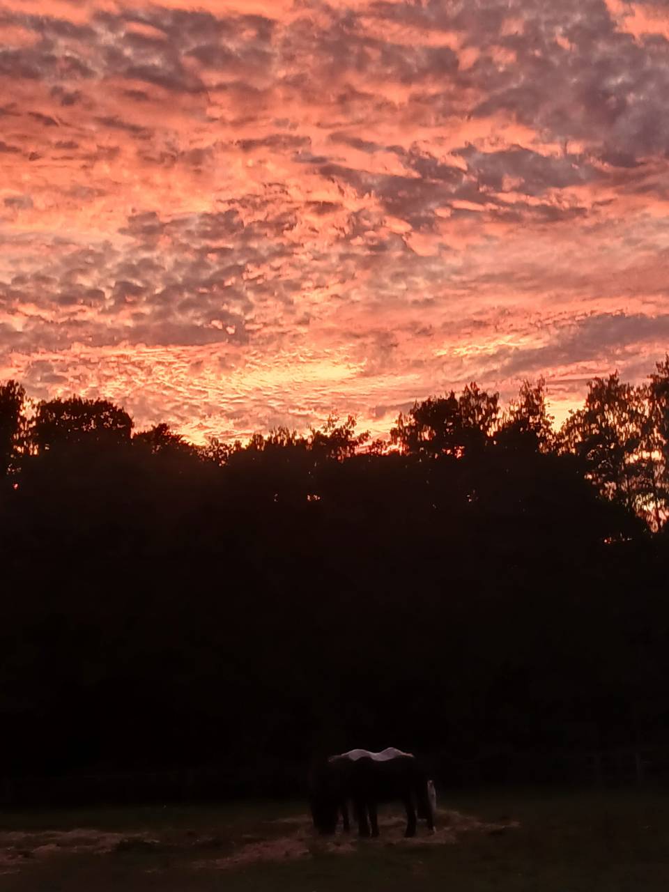 Pension &eacute;quine - EQUIPONATURA - 35230 Orgeres