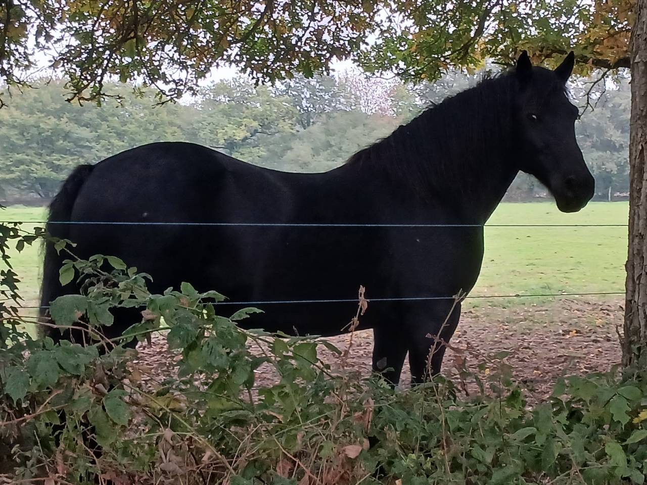 Pension &eacute;quine - EQUIPONATURA - 35230 Orgeres