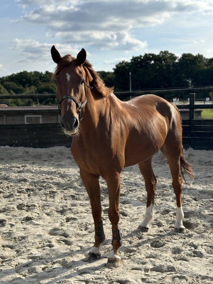 Top cheval classe 135 140 pour amateur et +