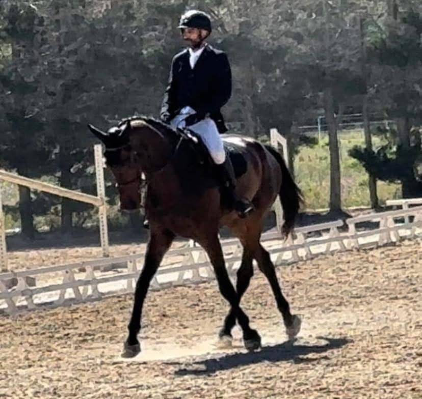 Hongre de 8 ans sf pour dressage