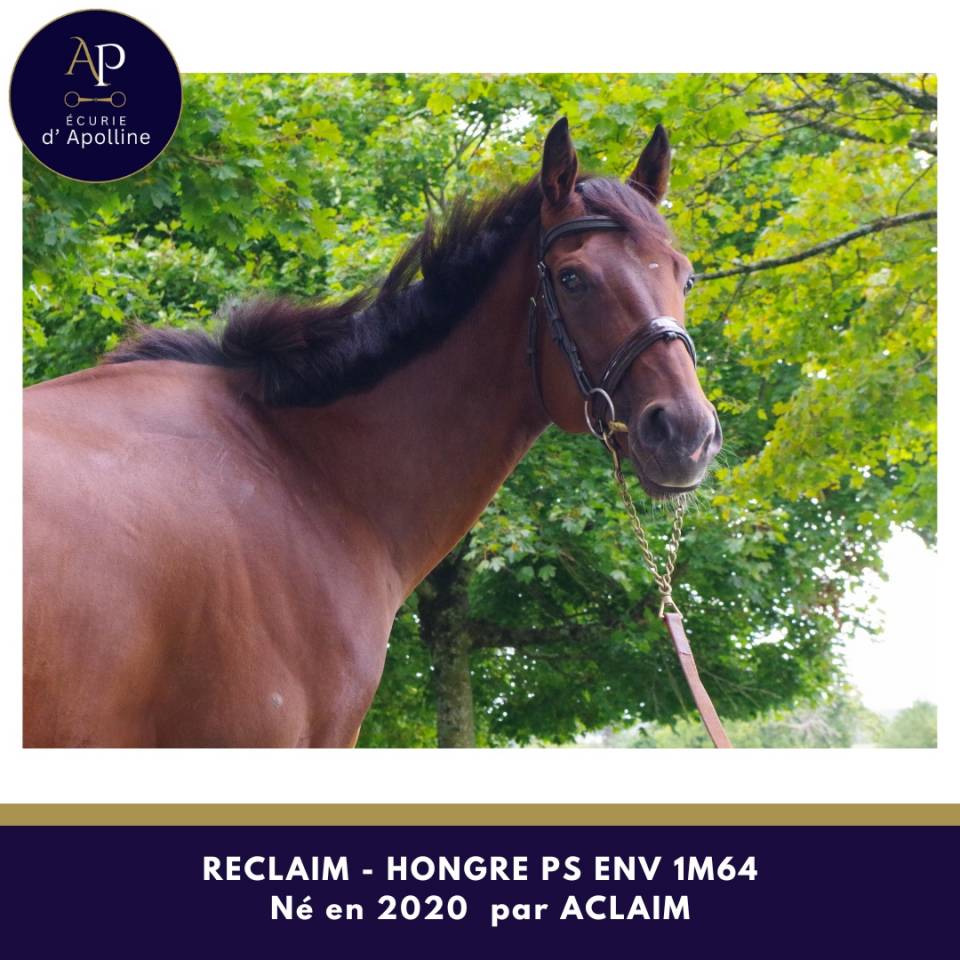 Gentil cheval pour bonne maison