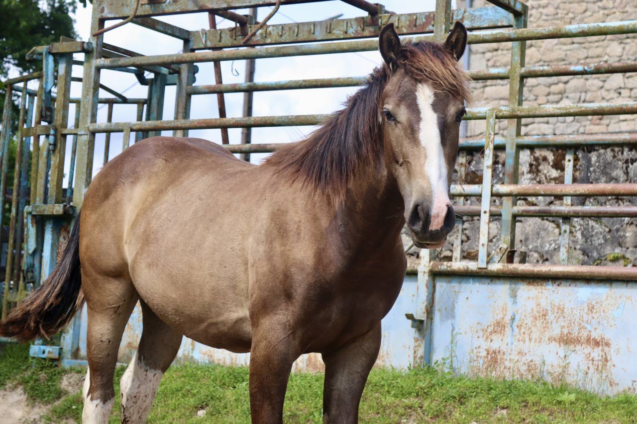 Poulain hongre paint 