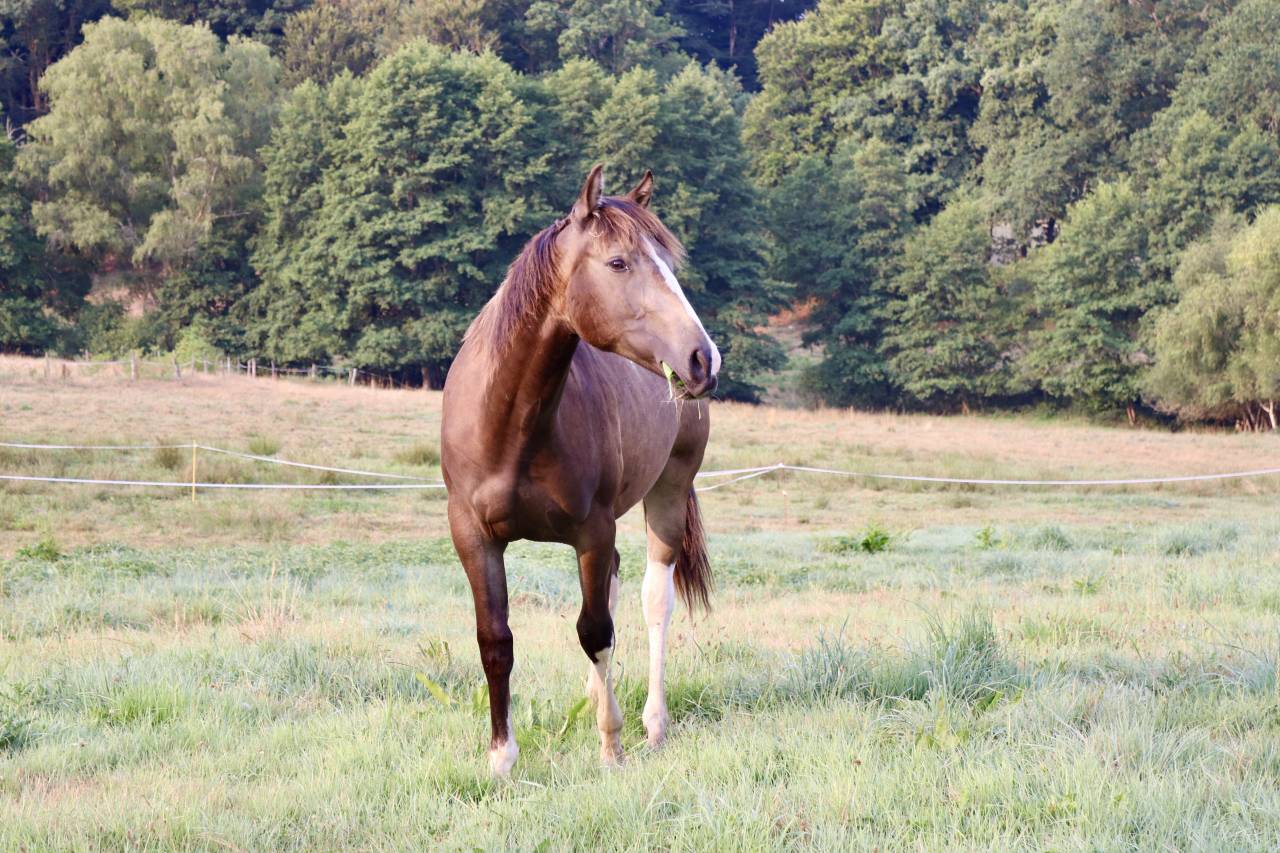 Poulain hongre paint 