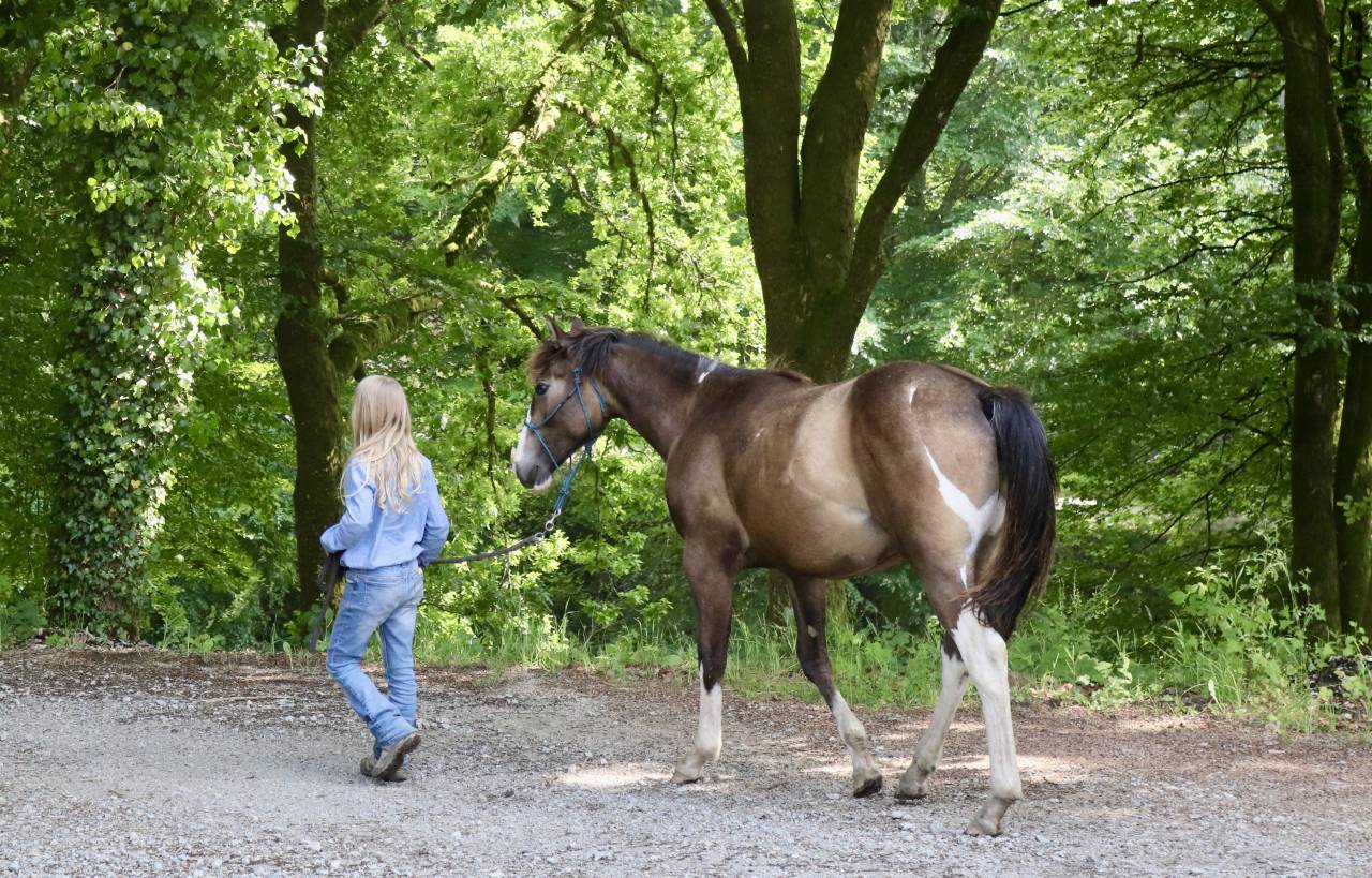 Poulain hongre paint 