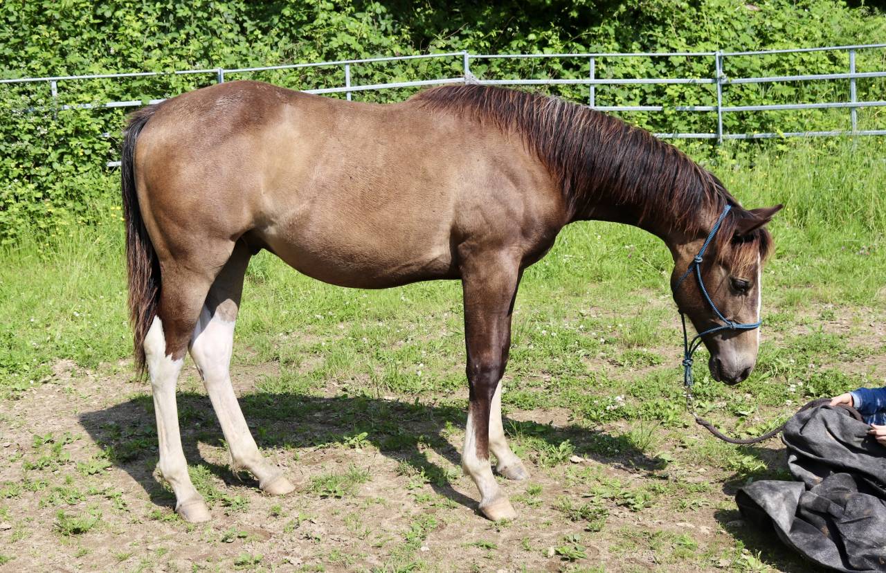 Poulain hongre paint 