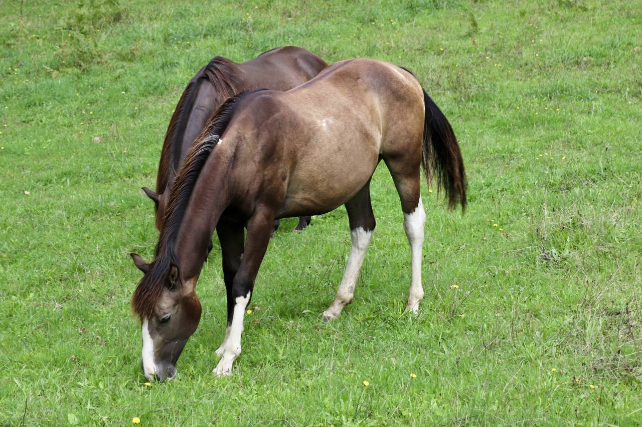 Poulain hongre paint 