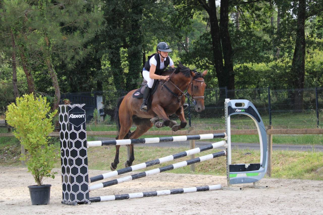 Cheval polyvalent,  parfait pour cross ou cso 