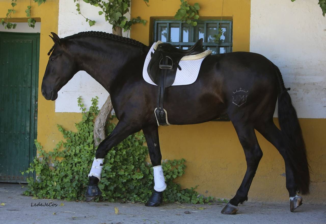 Etalon Pure Race Espagnole noir pour saillies