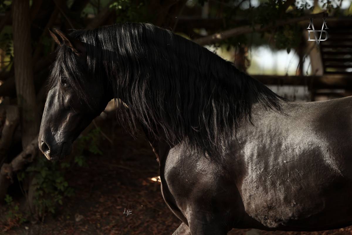 Etalon Pure Race Espagnole noir pour saillies