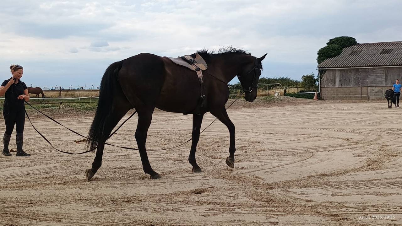 Belle et gentille Jument PS 6 ans