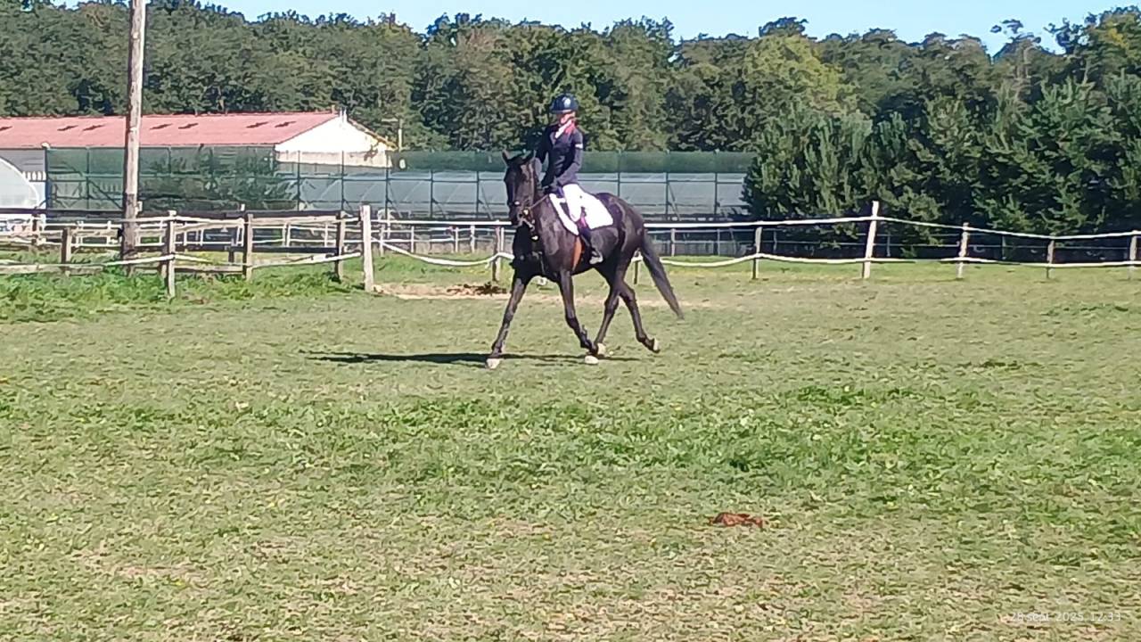 Belle et gentille Jument PS 6 ans