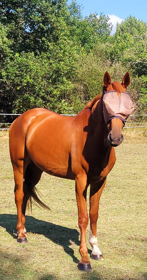 trotteur hongre PP