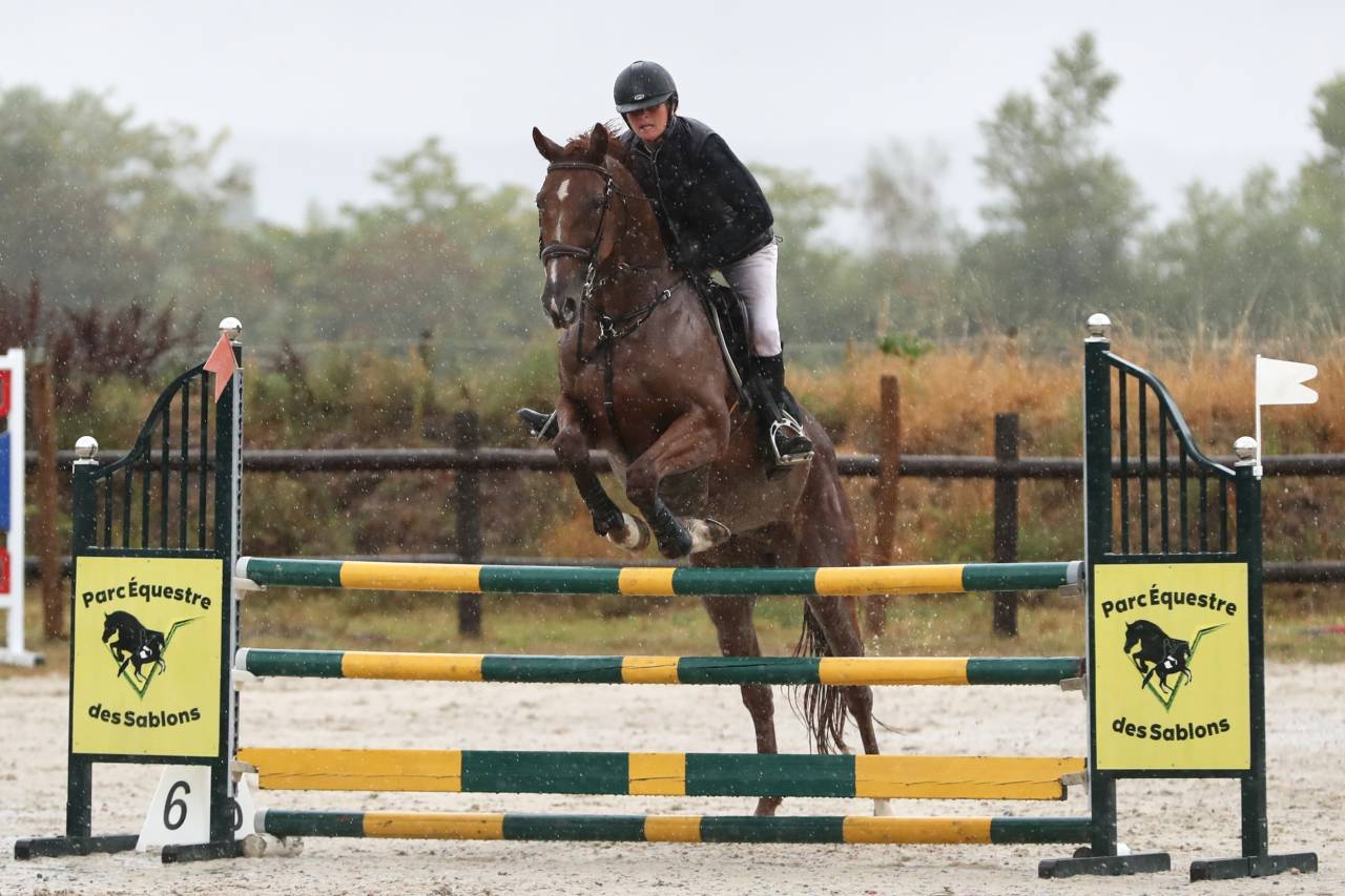 Magnifique hongre alezan brûlé