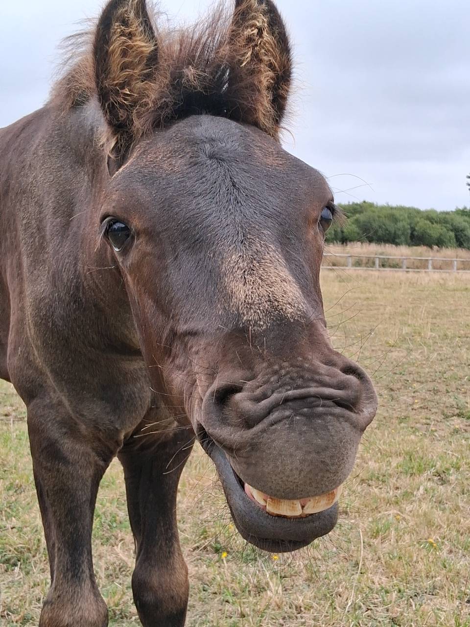 Poulain arabo-frison à réserver 