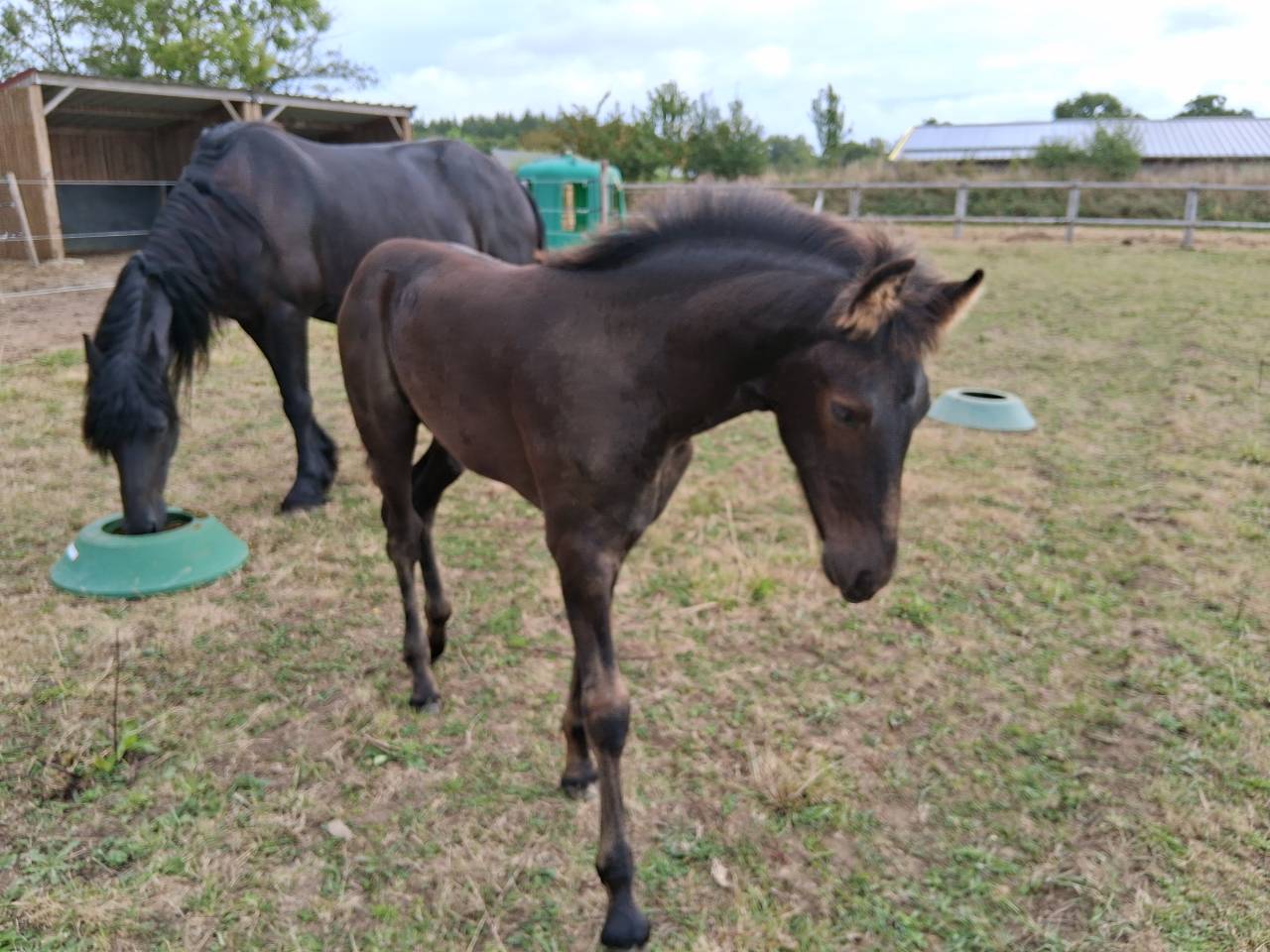 Poulain arabo-frison à réserver 