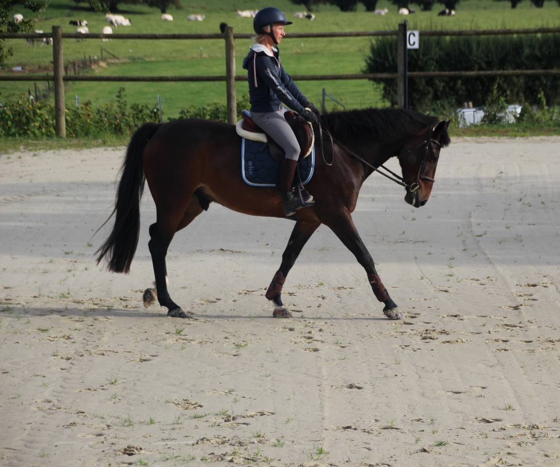 Beau petit cheval de sport SBS à vendre - 5 ans