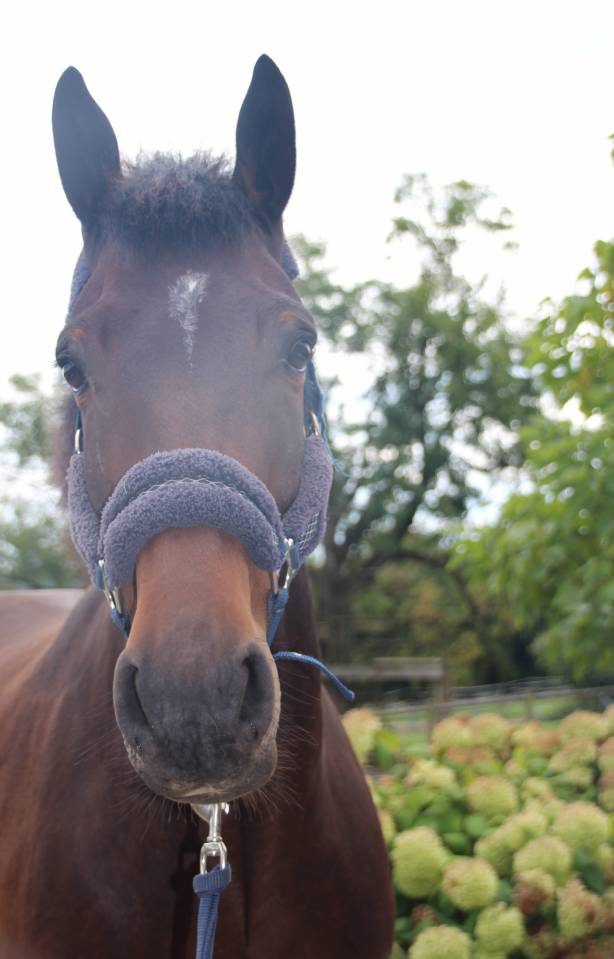Beau petit cheval de sport SBS à vendre - 5 ans