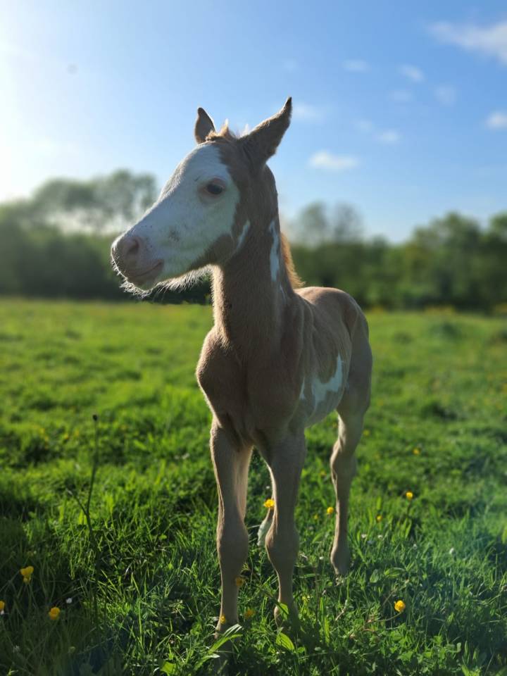 À vendre poney OC