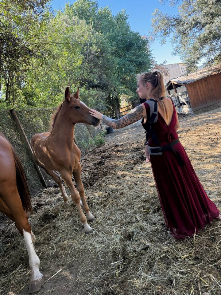 Poulain selle français 