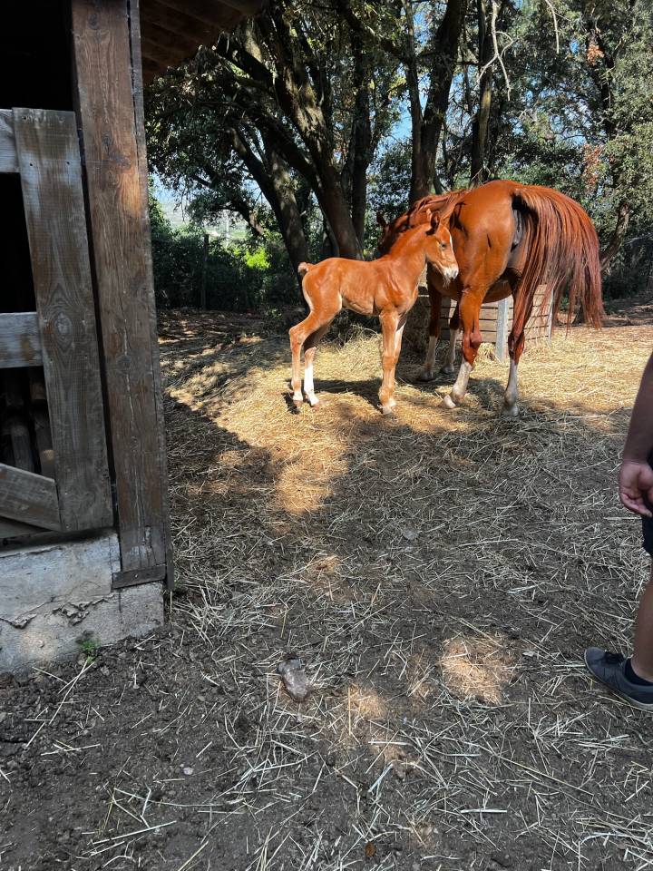 Poulain selle français 