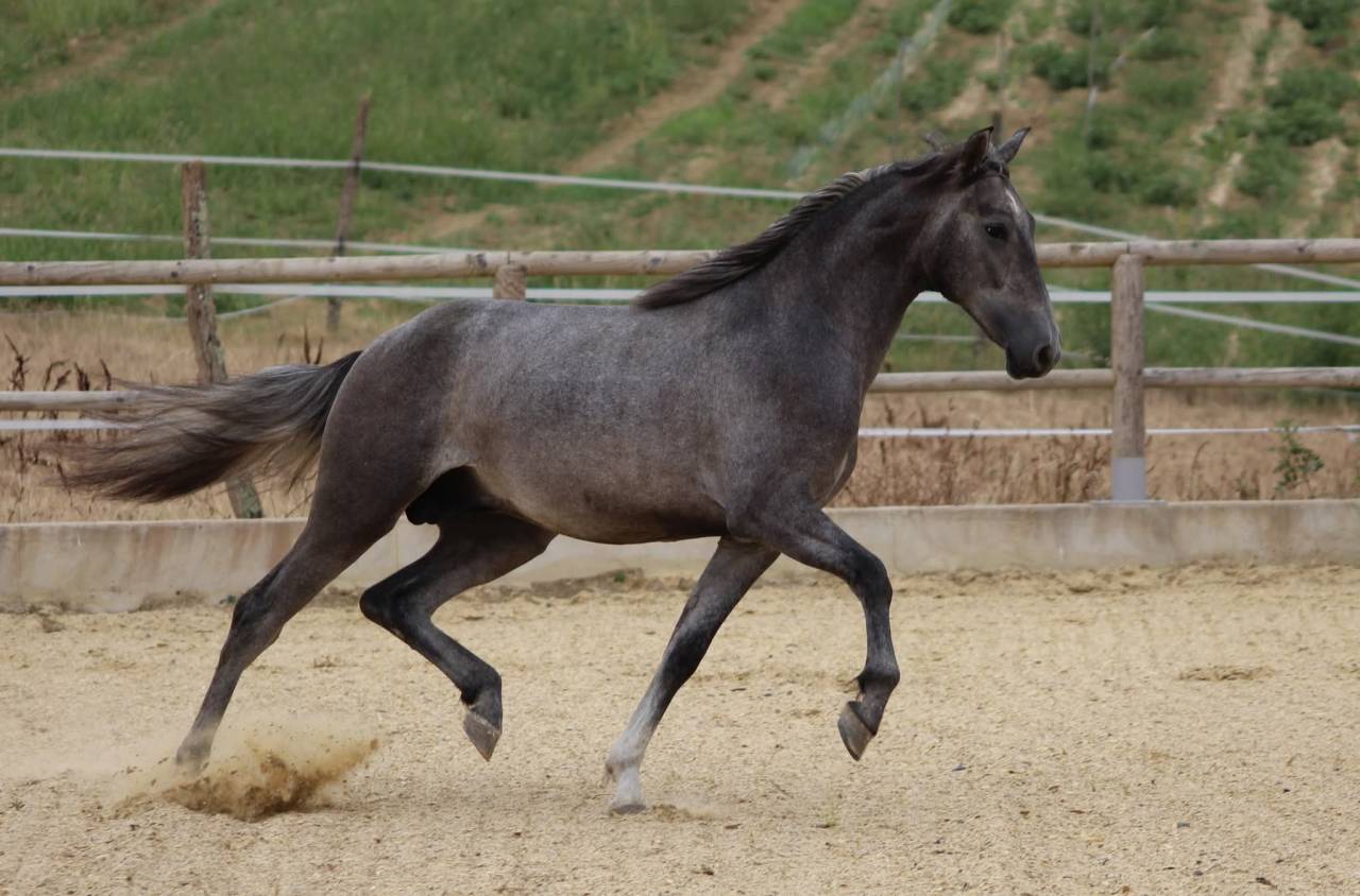 BACCHUS TN poulain PRE