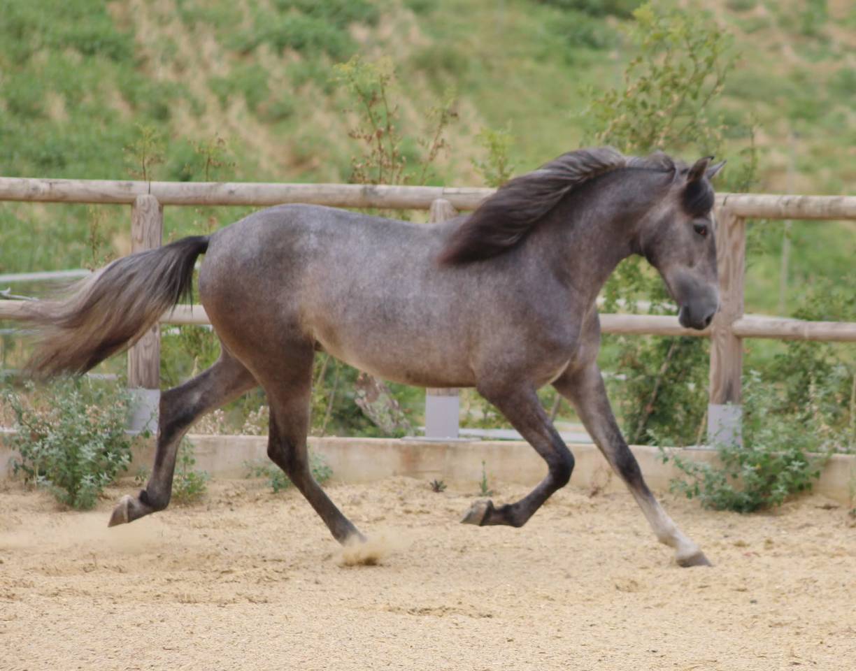 BACCHUS TN poulain PRE