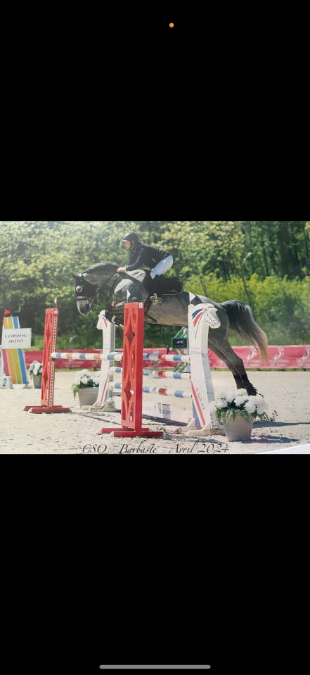 Gazelle des fontaines